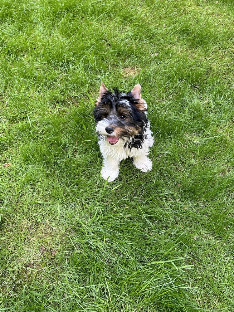 Biewer Yorkshire Terrier .Tricolor.Piesek rasowy chlopczyk.Polecam !