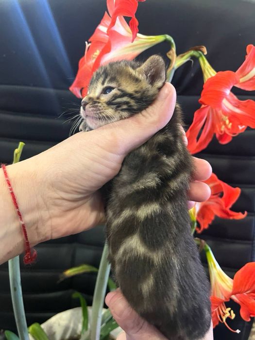 Бенгальскі кошенята з документами