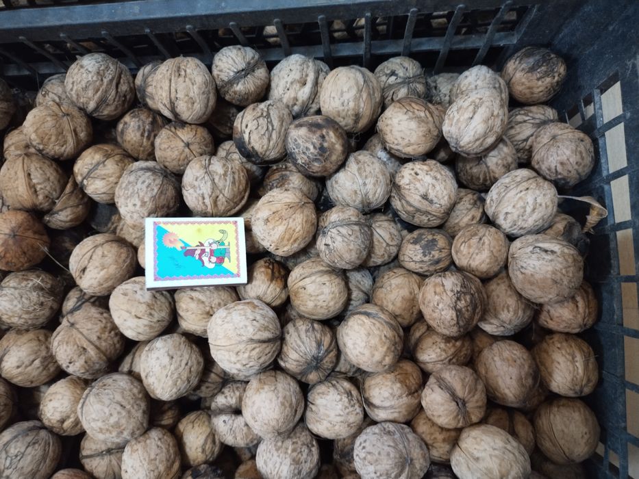 Продам  домашній горіх