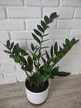 Zamiokulkas Zamiolistny (Zamioculcas Zamiifolia)