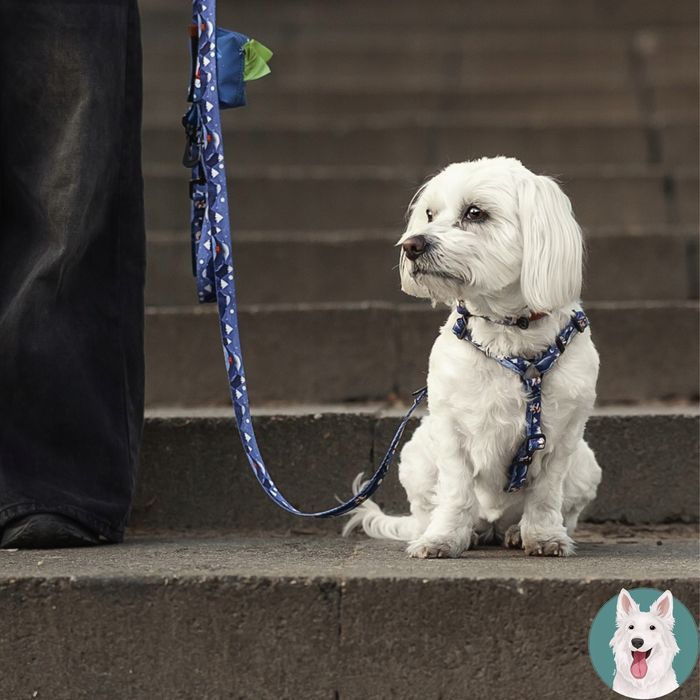 wygodne szelki guard dla średniego psa beagle basenji m 20 mm blue