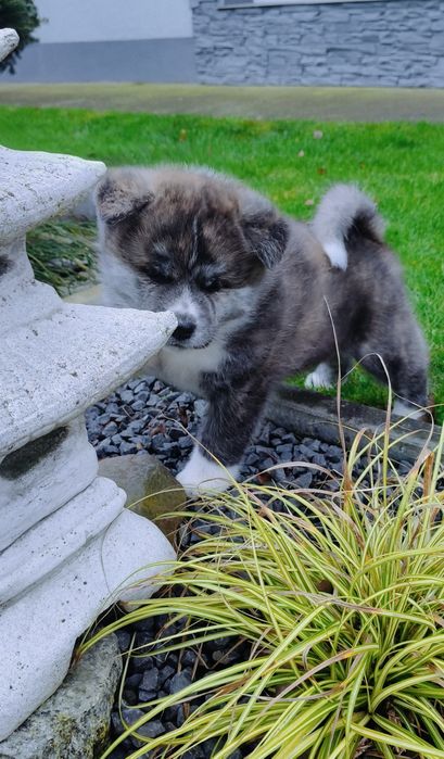 Akita Inu ZKwP/FCI do odbioru