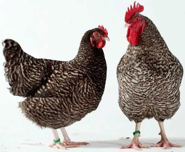 Dispenso Ovos de Galinhas de Raças Puras