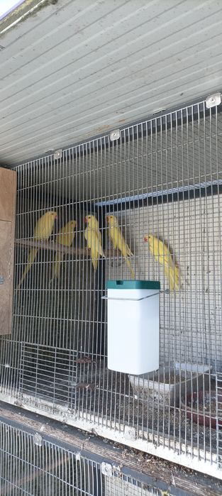 Ring Neck disponíveis