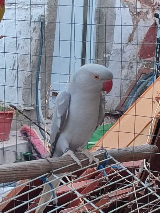 Ring necks fêmea adulta matizada