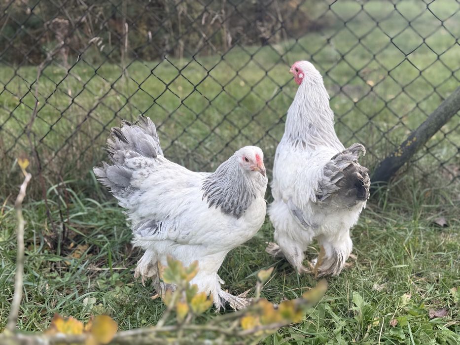 Brahma miniaturowa gronostajowa niebieska