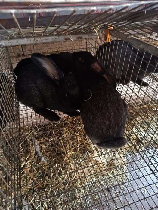 Продам полтавське срібло