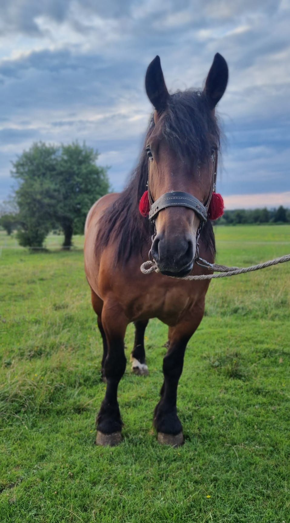 Piękne klacze zimnokrwiste