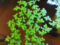 Lemna Minor / Lentilha de agua - Planta de superficie