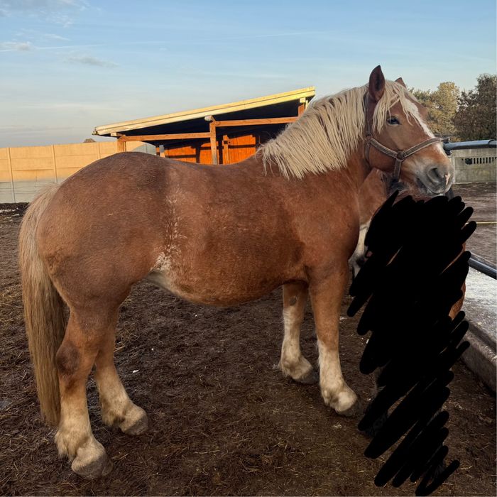 Klacz zimnokrwista w typie sztumskim, sztum