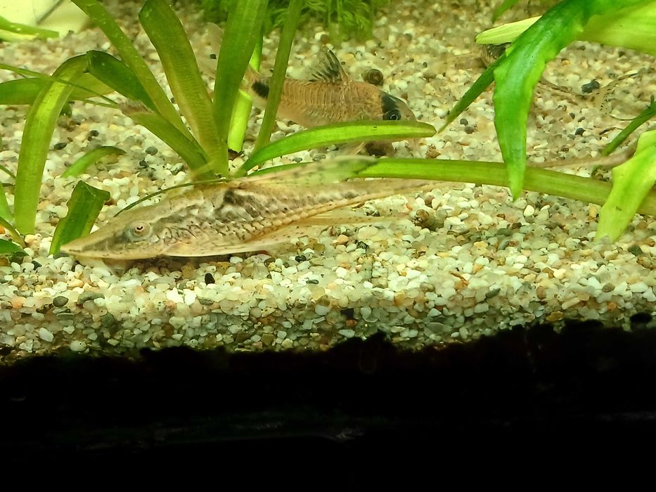 Sturisoma złocista młody samiec