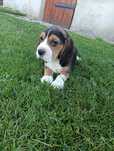 Beagle piesek tricolor .