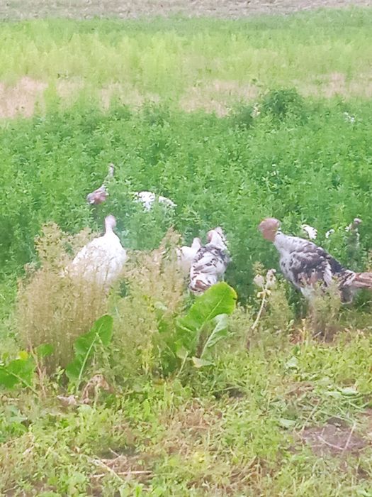 Продам молодих індиків