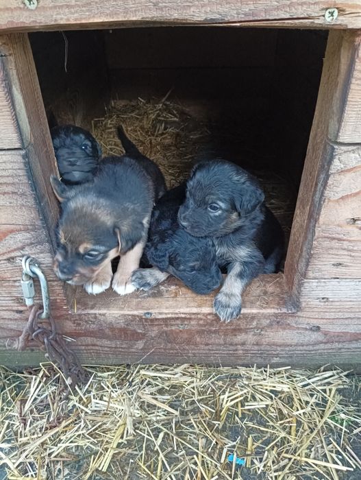 Oddam pieski w dobre ręce