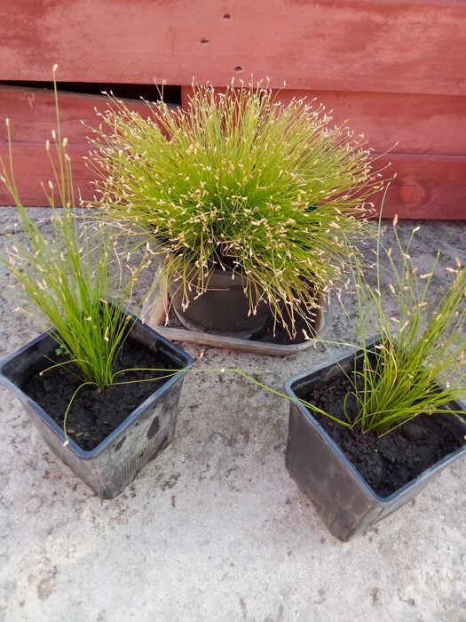 Изолепис ( брызги шампанского )