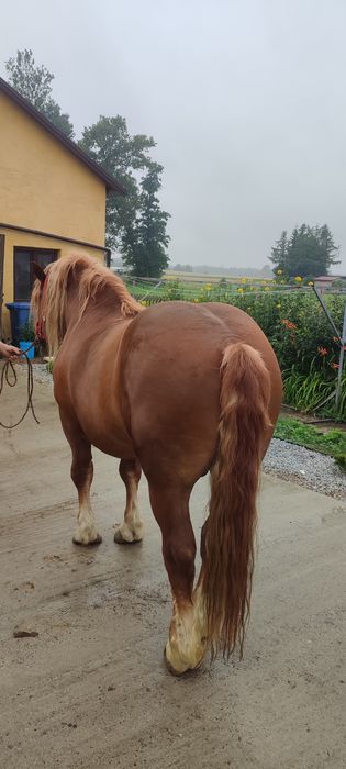 Ogier Sokólski - SPRZEDAM