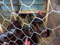 Ovos Galados Rhode Island Red - C/Garantia