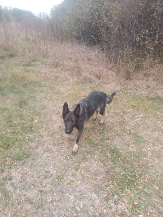 Продам овчарку ВЕО