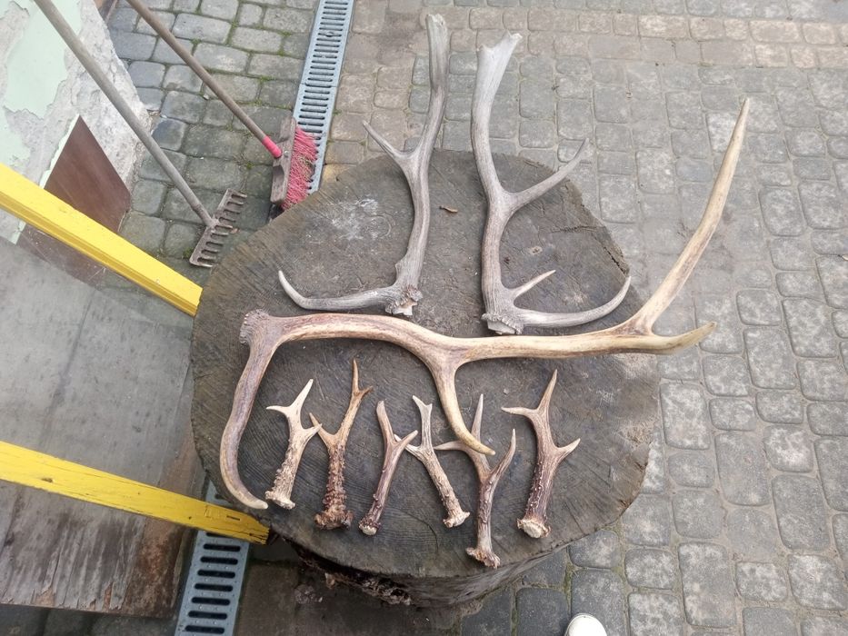 Poroże jelenia i kozła