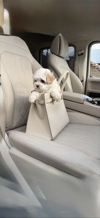 ‼️ ,Мальтипу мальтіпу• Болонка•