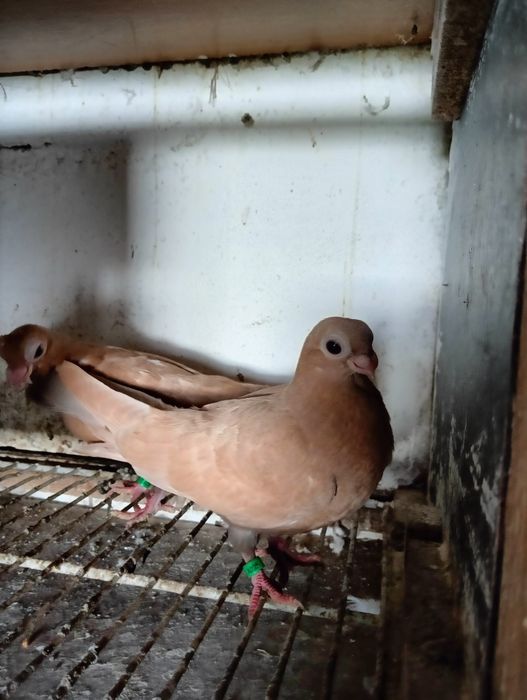 Sprzedam młode brodawczaki