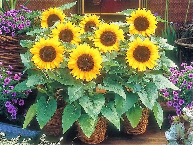 nasiona Słonecznik Ozdobny Karłowy ‘Big Smile' (Helianthus) 1 kg