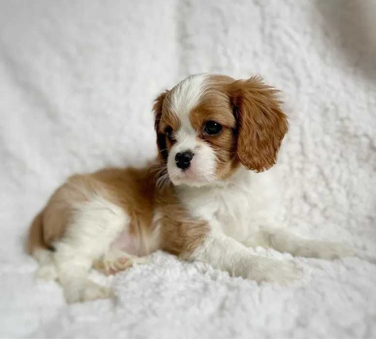 Cavalier King Charles