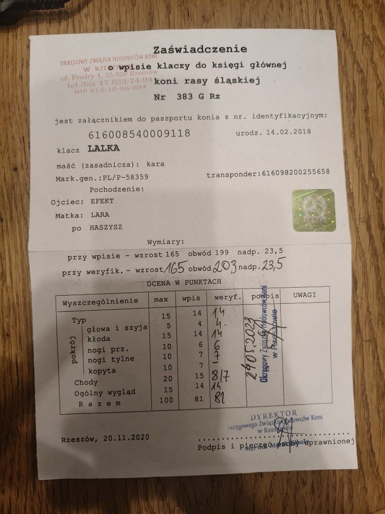 Klacz śląska programowa kara 81pkt.