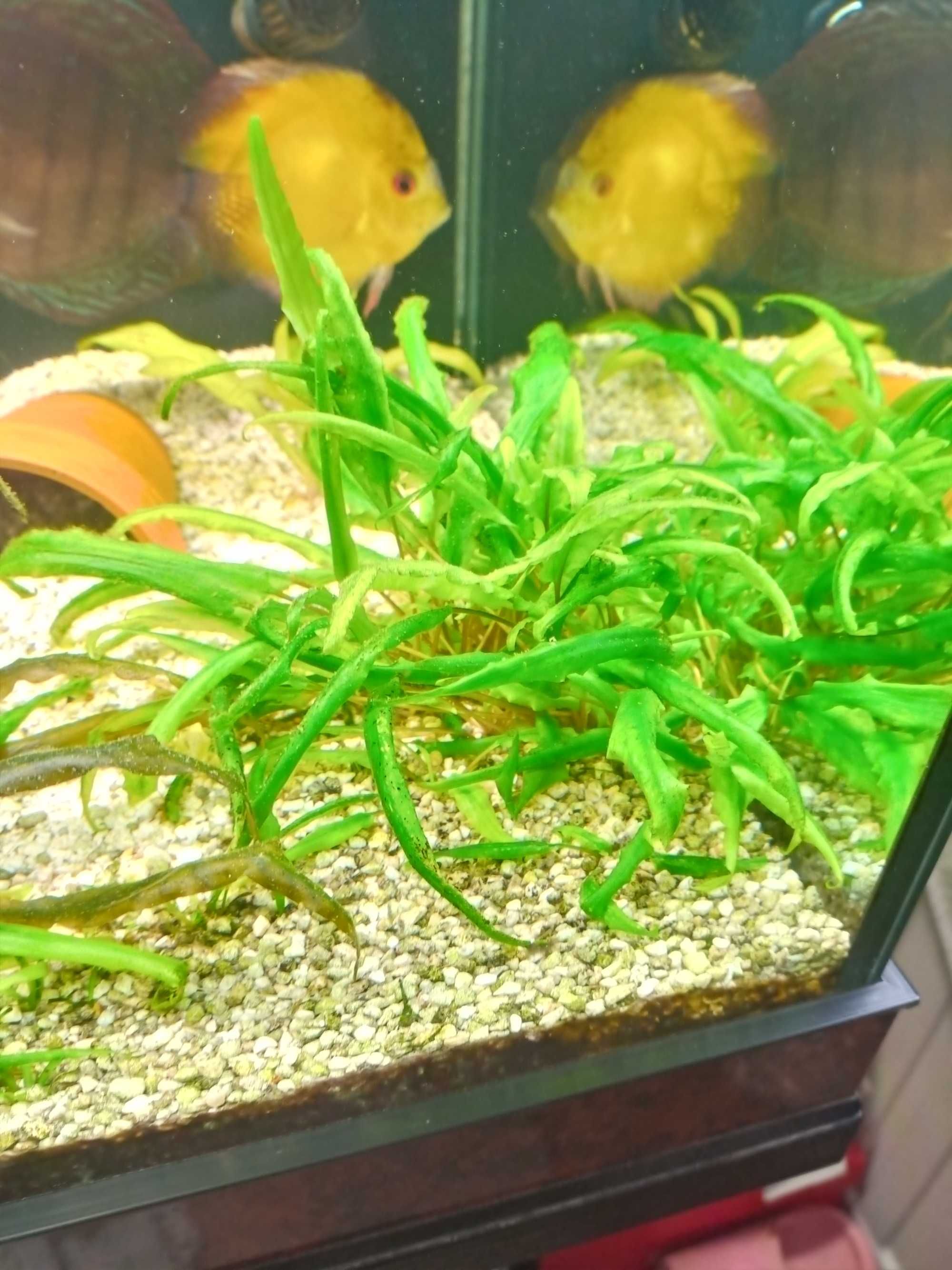 roślinki do akwarium