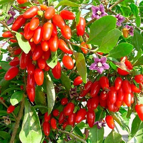 Jagoda Goji 4 letnie sadzonki - Najlepsze odmiany !!!