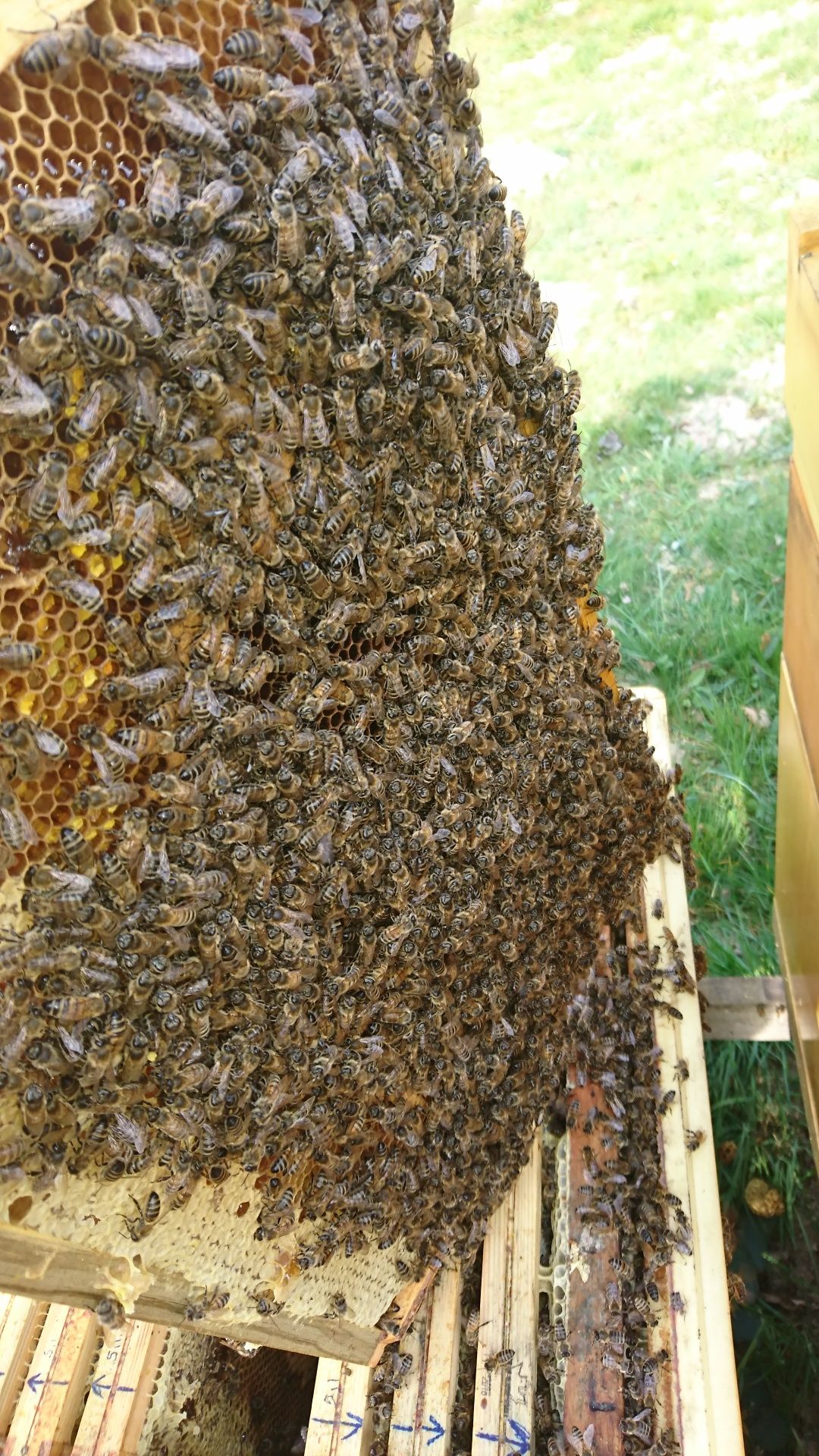 Rodziny pszczele,ule.