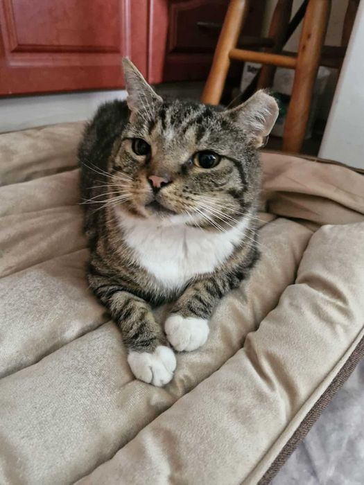 Przygarnij pulchnego kotka :)