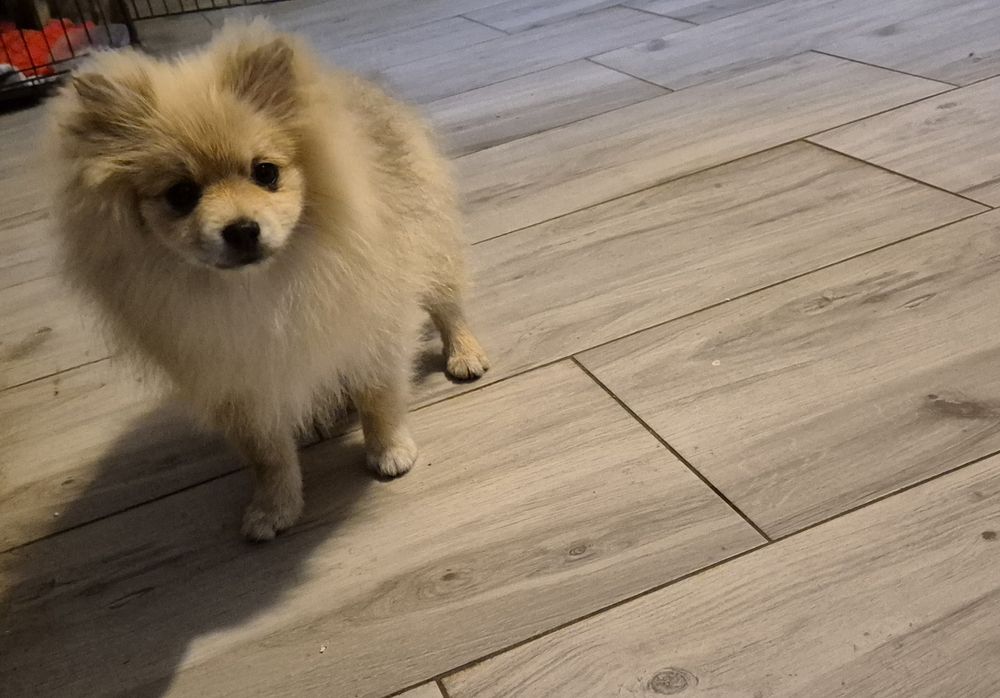 Szpic miniaturowy chlopiec