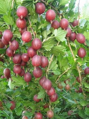 Саженцы крыжовника красный