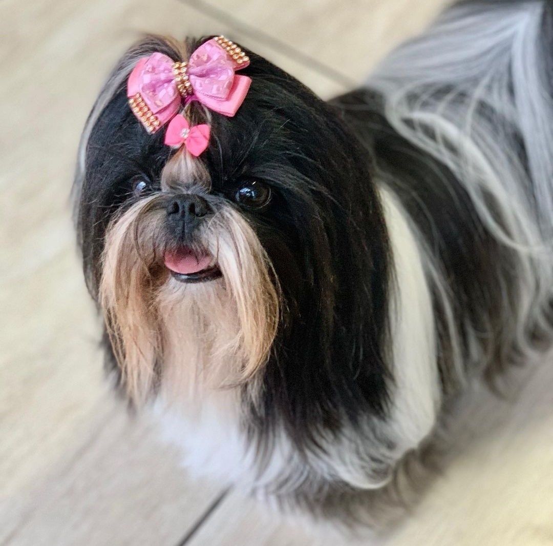 Shih tzu MINI Rodowód microchip wyprawka