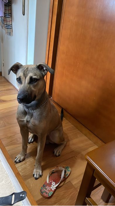 Para adoção o cachorro