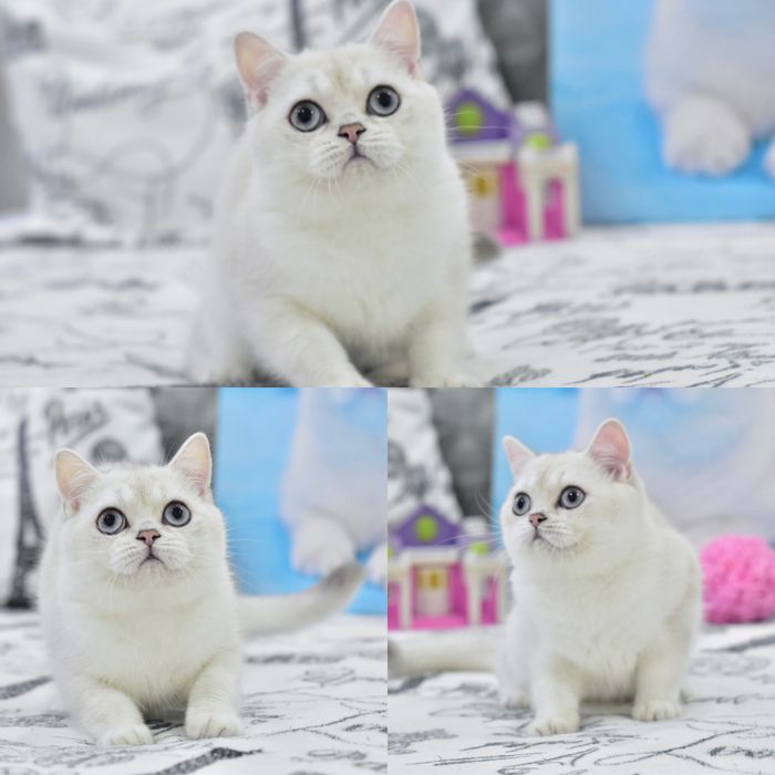 Голубоглазый котёнок, серебристая шиншилла поинт