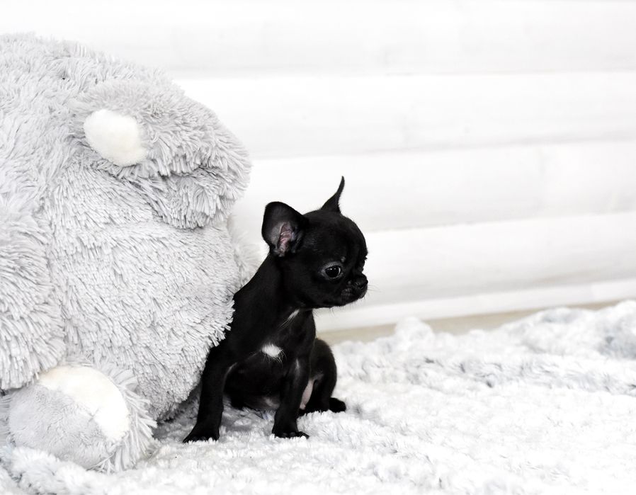 Микро девочка чихуахуа в типе кобби черного окраса!