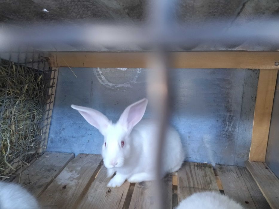 Продаються кролі на розведення терморська біла ,!