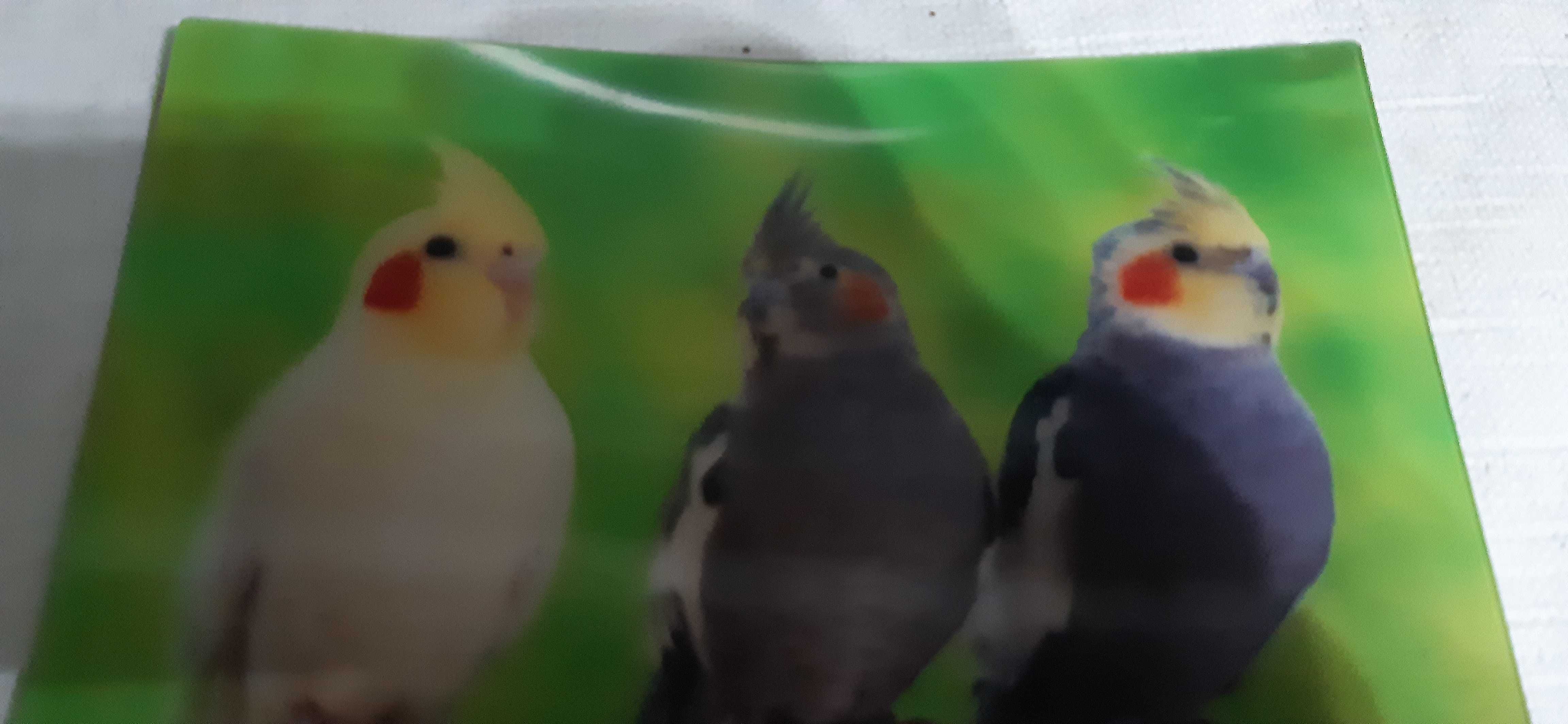 stara kartka pocztowa odblaskowa - papugi
