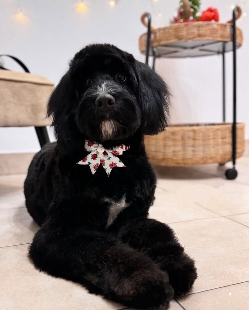 Black Bernedoodle hybryda Bernenski Pies Pasterski