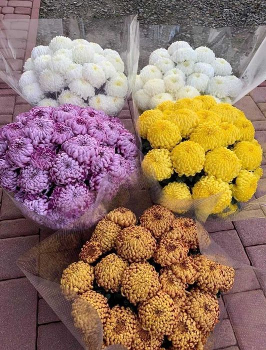 Chryzantemy doniczkowe