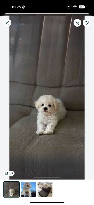 Тедді мальтипу ‼️ мальтіпу.,