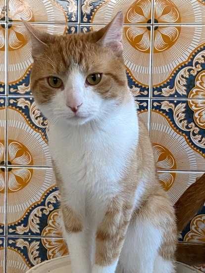 CASTRADO | Macho juvenil disponível para adoção responsável