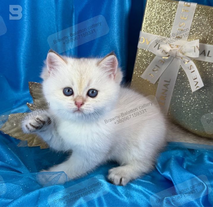 Золота шиншила поинт