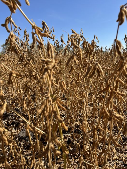 Урожайний, ранній сорт сої drem