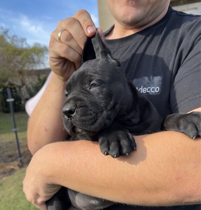 Cane Corso Italiano