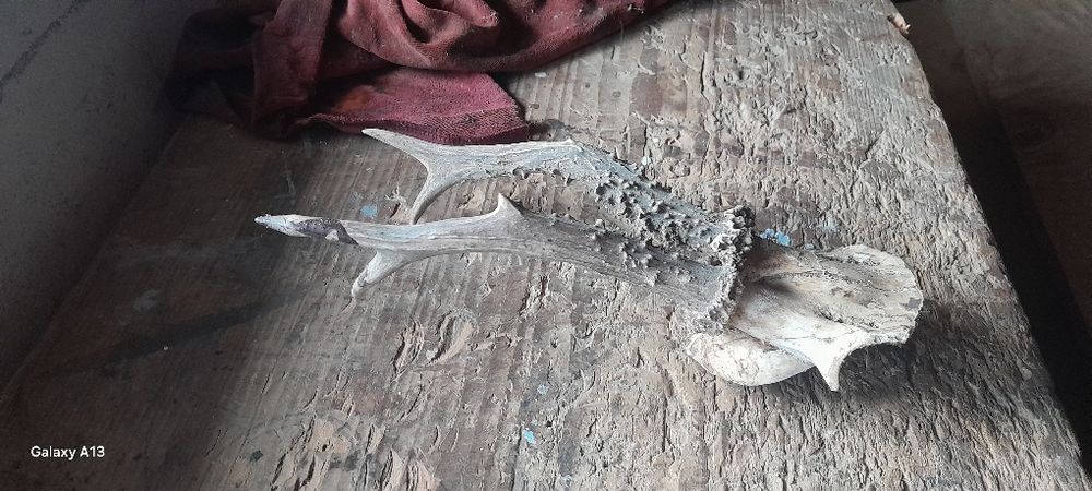 Роги косулі роги цапа