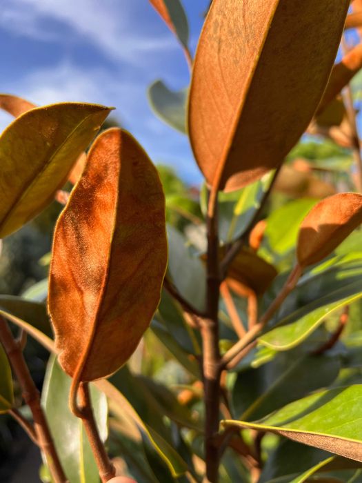 Magnolia grandiflora "Alta", wieczniezielona, duże sadzonki