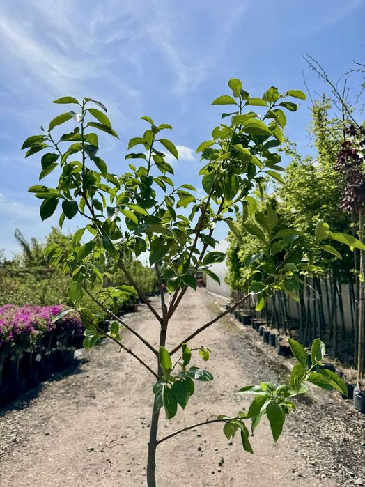 Diospyros 'Cioccolatino', 'Tipo', 'Vaniglia', Kaki, pień 80cm